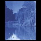 cyanotypie weide am see